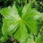 Alcea rosea Feuille