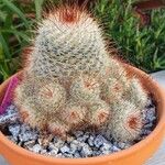 Mammillaria bombycina Flor