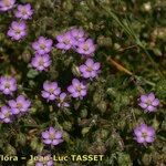 Spergularia rubra Hábito