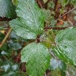 Rubus albiflorus Leaf