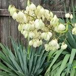 Yucca flaccidaFlor