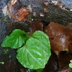 Circaea alpina Leaf