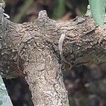 Podocarpus macrophyllus Bark