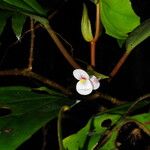 Begonia poculifera Blodyn