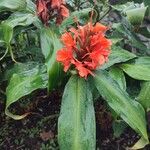 Hedychium greenii Flower