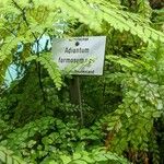 Adiantum formosum अन्य