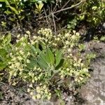 Baccharis macrantha Fiore