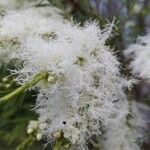 Melaleuca alternifolia Çiçek