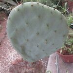 Opuntia robusta Leaf