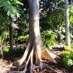 Ficus lutea 樹皮