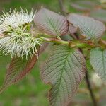 Prunus himalayana Květ