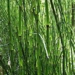 Equisetum giganteum Агульны выгляд