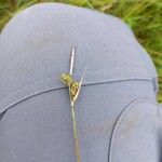 Carex tomentosa Flower