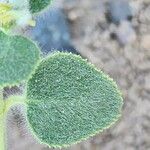 Euphorbia petiolata Liść