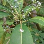 Daphniphyllum macropodum പുഷ്പം