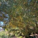 Pinus wallichiana, the Himalayan pine (sometimes called Bhutan pine or blue pine)Yaprak