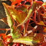 Begonia boliviensis Листок