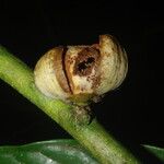 Uvariodendron molundense Flor