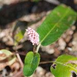 Persicaria amphibiaКветка