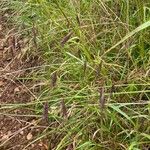 Bromus sterilis Habit