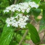 Viburnum formosanum