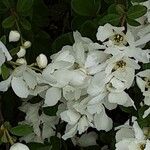 Exochorda racemosa Kukka