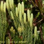 Lycopodium × oellgaardii Other