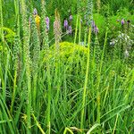 Kniphofia uvaria عادت داشتن