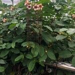Strophanthus preussii Хабит