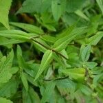 Phlox carolina Habit