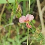 Polygala amboniensis Flor