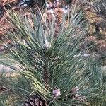 Pinus nigra Deilen