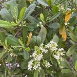 Lumnitzera racemosa Flower