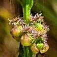Zannichellia palustris Fiore