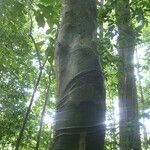 Drypetes glabra Bark
