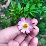 Cosmos caudatus ফুল