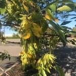 Fraxinus latifolia List