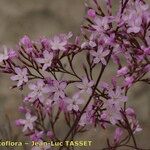 Limonium insigne Flower