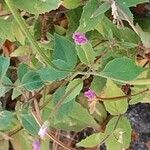 Epilobium montanum Floare