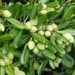 Pittosporum tobiraLeaf