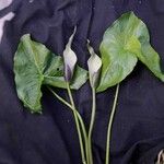 Urospatha sagittifolia Λουλούδι