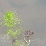 Utricularia vulgaris Leaf