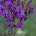 Vernonia gigantea Flower