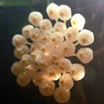 Hoya lacunosa Flower