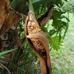 Philodendron giganteum Fruit