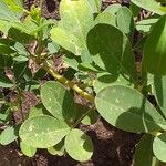 Crotalaria naragutensis Лист