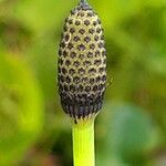 Equisetum fluviatile Λουλούδι