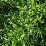 Cornus suecicaFlor