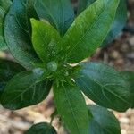 Hibiscus boryanus Blad