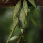 Dischidia angustifolia